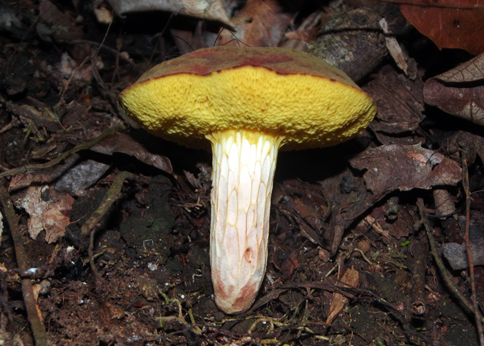 Xerocomus illudens